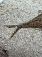 Fossil Fish, Eocene, Green River, Kemmerer, WY - Good Detail