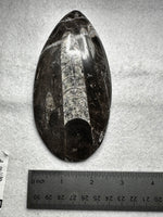 Natural Orthoceras Fossil Specimen #14
