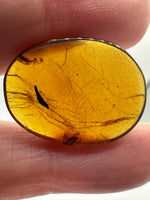 Fossil Insect Inclusion in Burmese Amber #1