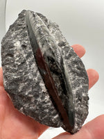 Natural Orthoceras Fossil Specimen #21