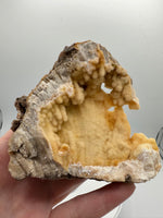 Withlacoochee River Agatized Coral #12