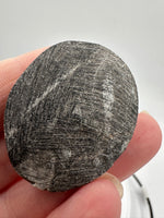 Natural Orthoceras Fossil Specimen #23