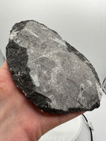 Natural Orthoceras Fossil Specimen #13