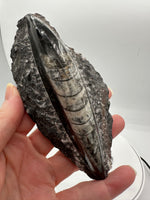 Natural Orthoceras Fossil Specimen #15