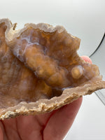 Withlacoochee River Agatized Coral #13