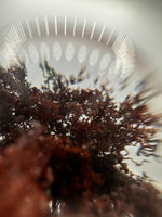 High Quality Garden Quartz Sphere #1