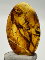 Fossil Insect Inclusion in Burmese Amber #5