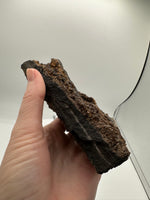 Permineralized Wood Specimen with Quartz Druzy
