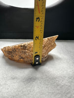 Withlacoochee River Agatized Coral #13