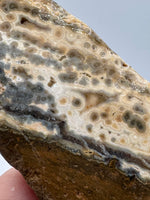 8th Vein Ocean Jasper Slab #15
