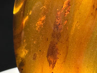 Fossil Insect Inclusion in Burmese Amber #6