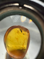 Fossil Insect Inclusion in Burmese Amber #2