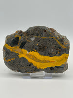 Bumblebee Jasper, Java, Indonesia #8