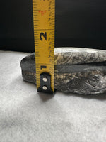 Natural Orthoceras Fossil Specimen #5