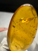 Fossil Insect Inclusion in Burmese Amber #7