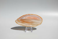 Agate Slice #19
