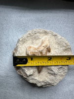 Otodus Shark Tooth, Eocene, Khouribga, Morocco on Matrix #2