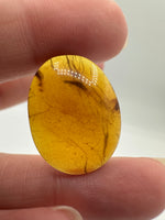 Fossil Insect Inclusion in Burmese Amber #1