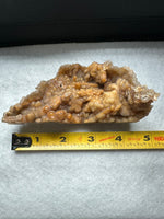 Withlacoochee River Agatized Coral #10