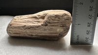 Petrified Wood Specimen #1