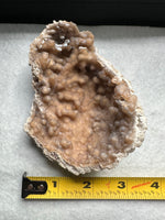 Withlacoochee River Agatized Coral #9