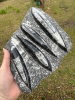 Orthoceras Fossil Plate #13