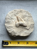 Otodus Shark Tooth, Eocene, Khouribga, Morocco on Matrix #3