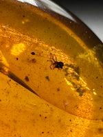 Fossil Insect Inclusion in Burmese Amber #6