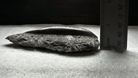 Natural Orthoceras Fossil Specimen #20