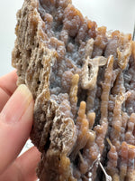 Withlacoochee River Agatized Coral #14