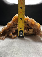 Withlacoochee River Agatized Coral #10