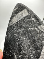 Natural Orthoceras Fossil Specimen #16