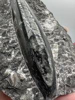 Natural Orthoceras Fossil Specimen #18