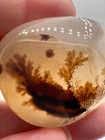 Designer Dendritic Agate Cabochon #6