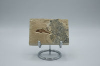 Fossil Fish, Eocene, Green River, Kemmerer, WY