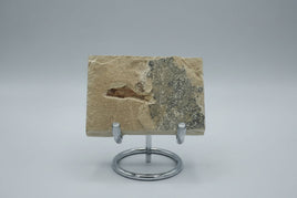 Fossil Fish, Eocene, Green River, Kemmerer, WY