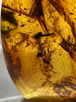 Fossil Insect Inclusion in Burmese Amber #5