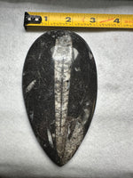 Natural Orthoceras Fossil Specimen #3