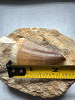Mosasaur Tooth, Cretaceous, Oulad, Abdoun, Morocco