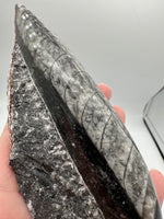 Natural Orthoceras Fossil Specimen #5