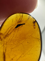 Fossil Insect Inclusion in Burmese Amber #1
