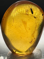Fossil Insect Inclusion in Burmese Amber #2