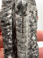 Natural Orthoceras Fossil Specimen #17