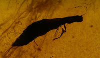 Fossil Insect Inclusion in Burmese Amber #1