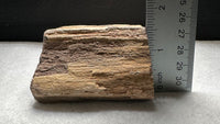 Petrified Wood Specimen #2
