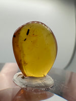 Fossil Insect Inclusion in Burmese Amber #2