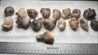 Natural Panda Agate 1lb Bag #1