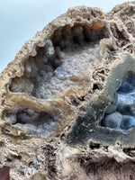 Agatized Coral, Florida