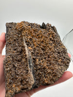 Permineralized Wood Specimen with Quartz Druzy