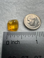 Fossil Insect Inclusion in Burmese Amber #9
